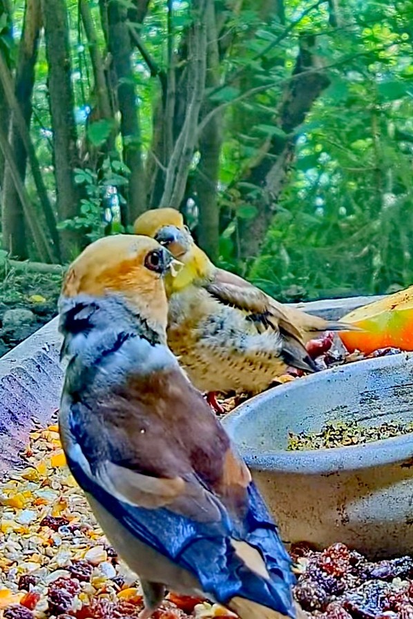 livebirdspoland_8b68713ee913baa26b0d8c63aea17928.jpg