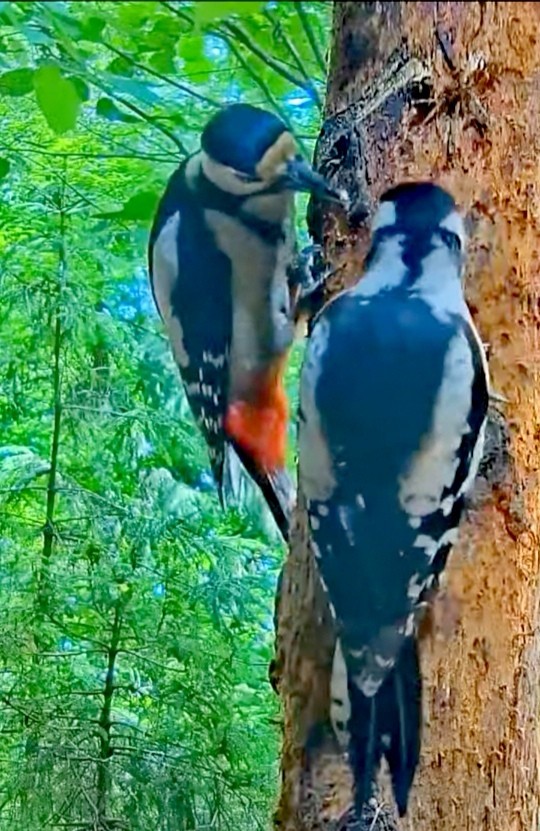 livebirdspoland_01b5085ca2cb07f3989cf4bfab15a94e.jpg