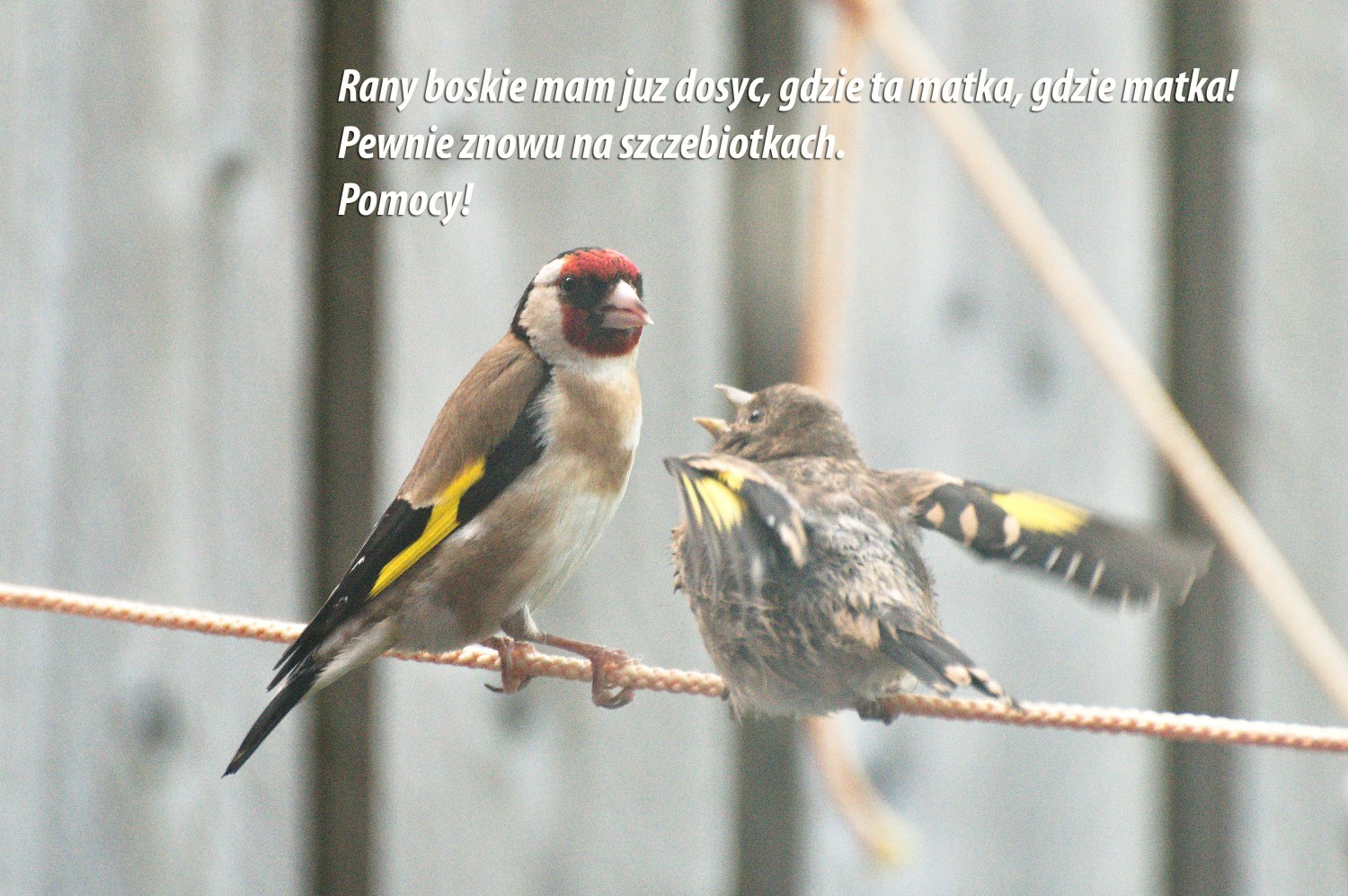 livebirdspoland_f1961b0992a7f3705ac852795b6aead8.jpg