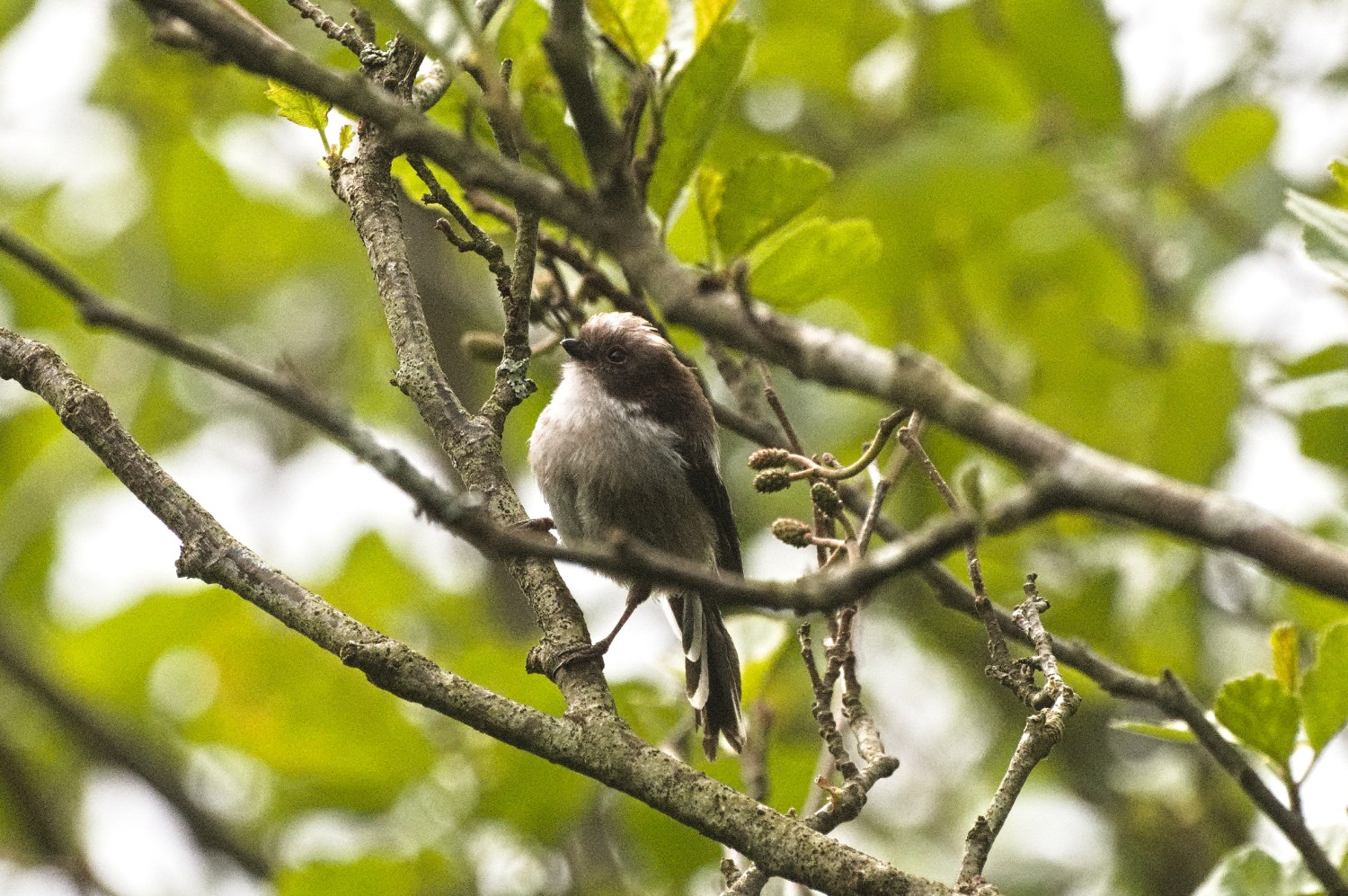 livebirdspoland_98e8c27f50c479950c016d9529d5be75.jpg