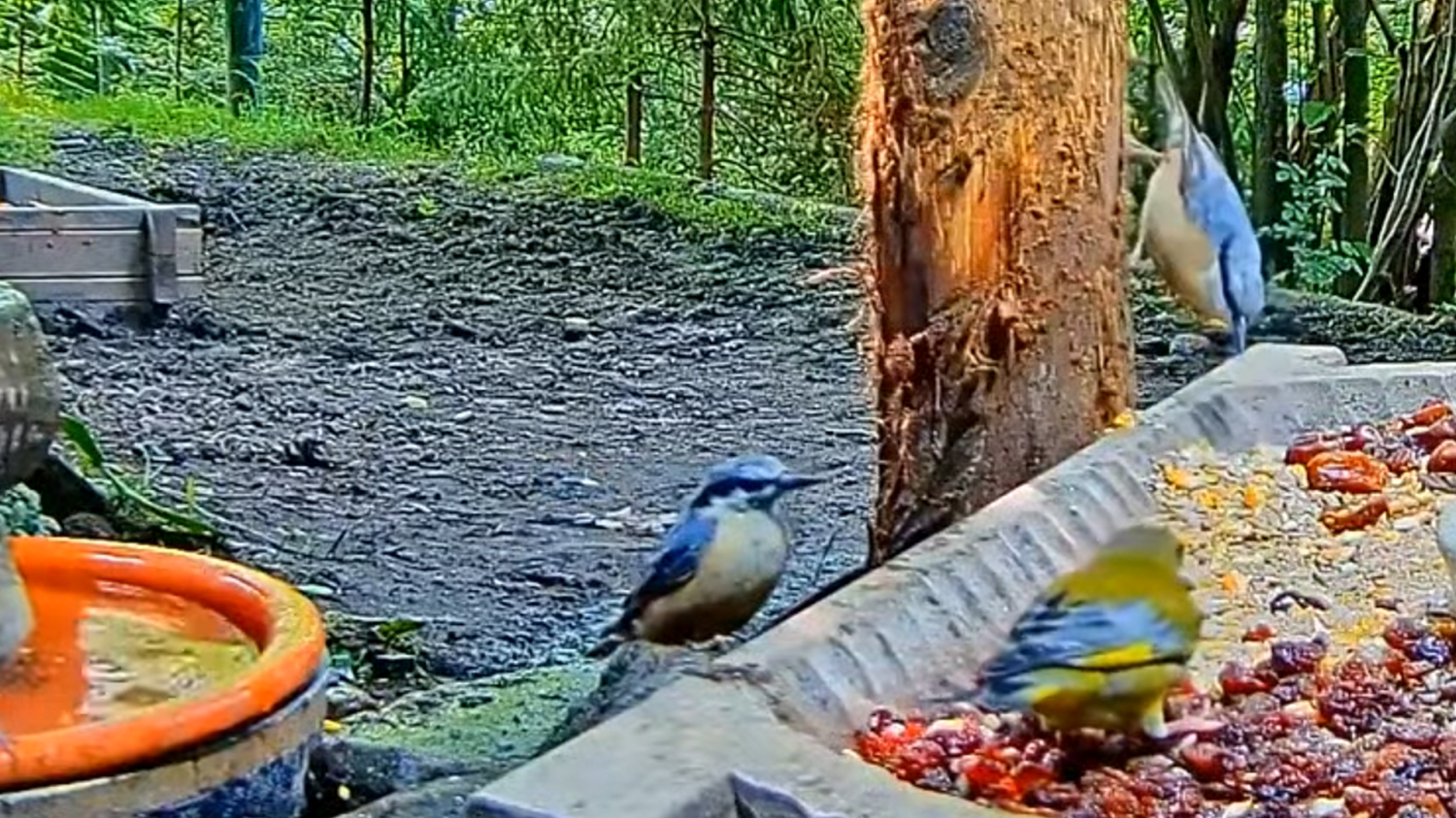 livebirdspoland_52e6eff28b78f53ff7332679f975c390.png
