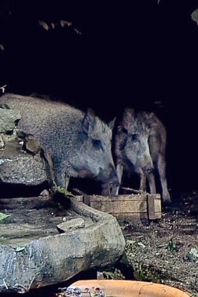 livebirdspoland_c331b77b6a0f01779731a538a69e7e71.jpg