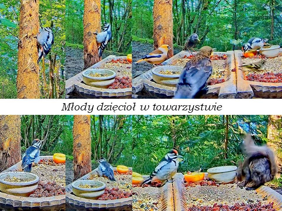 livebirdspoland_77c77407d9158ded6d6337aa11862bcb.jpg