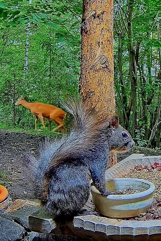livebirdspoland_a296b2280e480770c276906ec4234996.jpg