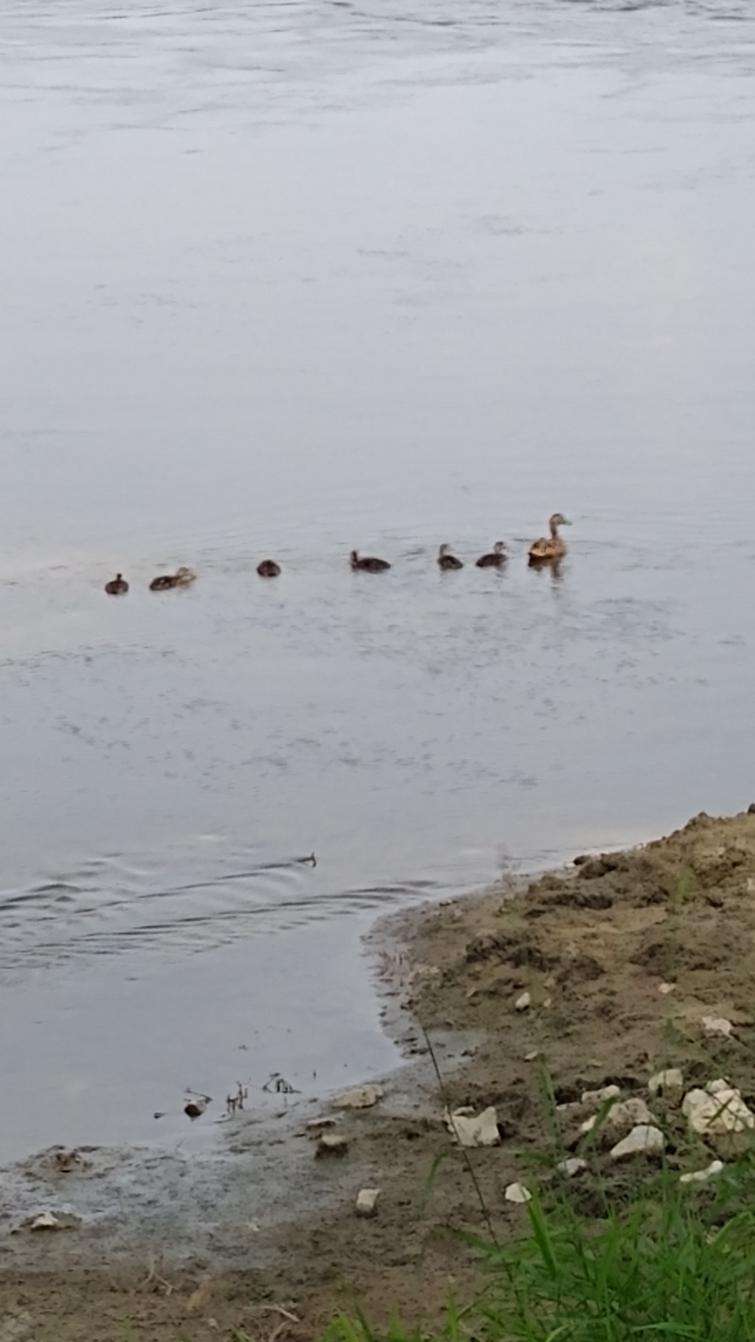 livebirdspoland_3ead6c5c3efa18c97dabaf19319fde46.jpg