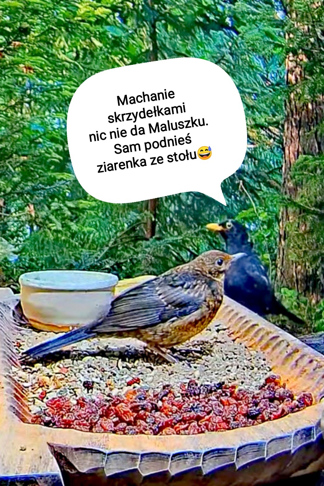 livebirdspoland_8b85f71d33a8299f009f0ff0e65ad7aa.jpg
