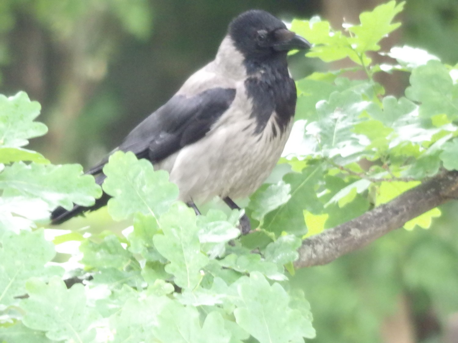 livebirdspoland_41cbecae9e7a27149e69e98abb00525d.jpg