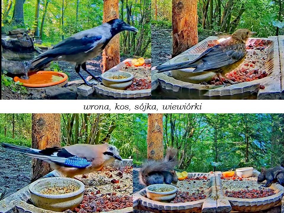 livebirdspoland_6ad454a98360cd27128ebc83317727e0.jpg