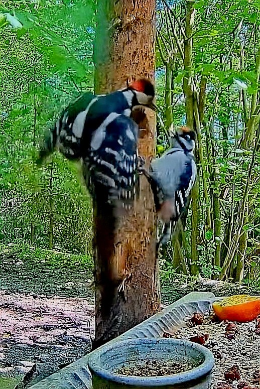 livebirdspoland_2e5fc7ce2967343535009edd11508b86.jpg