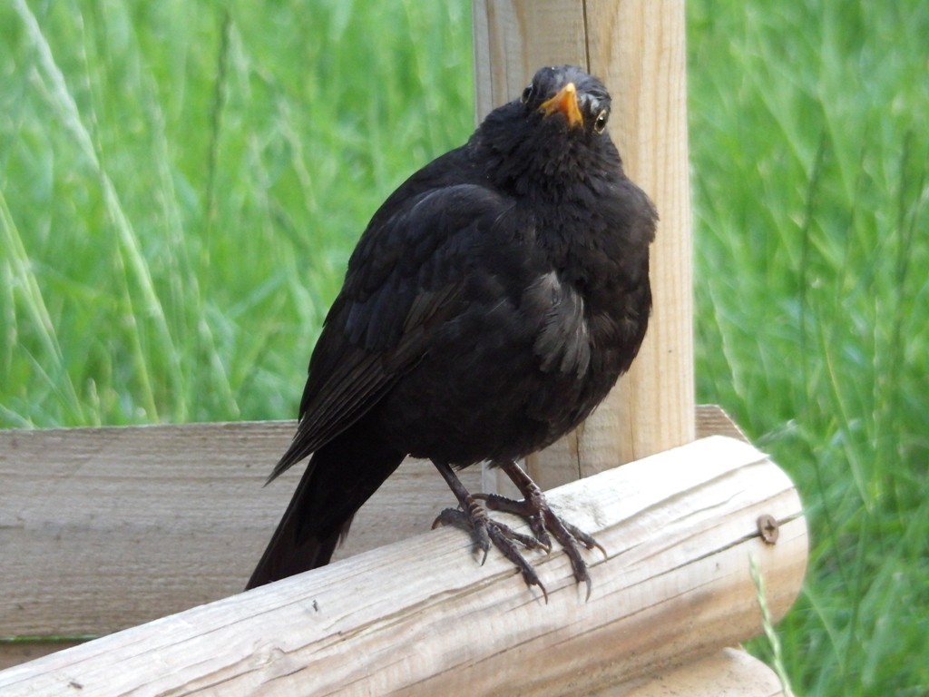 livebirdspoland_c722ce4692a1cd036f1313f67fde42a0.jpg