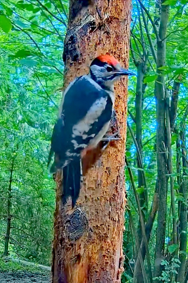 livebirdspoland_4d2ac0013f40759d6b7e3624e1800293.jpg