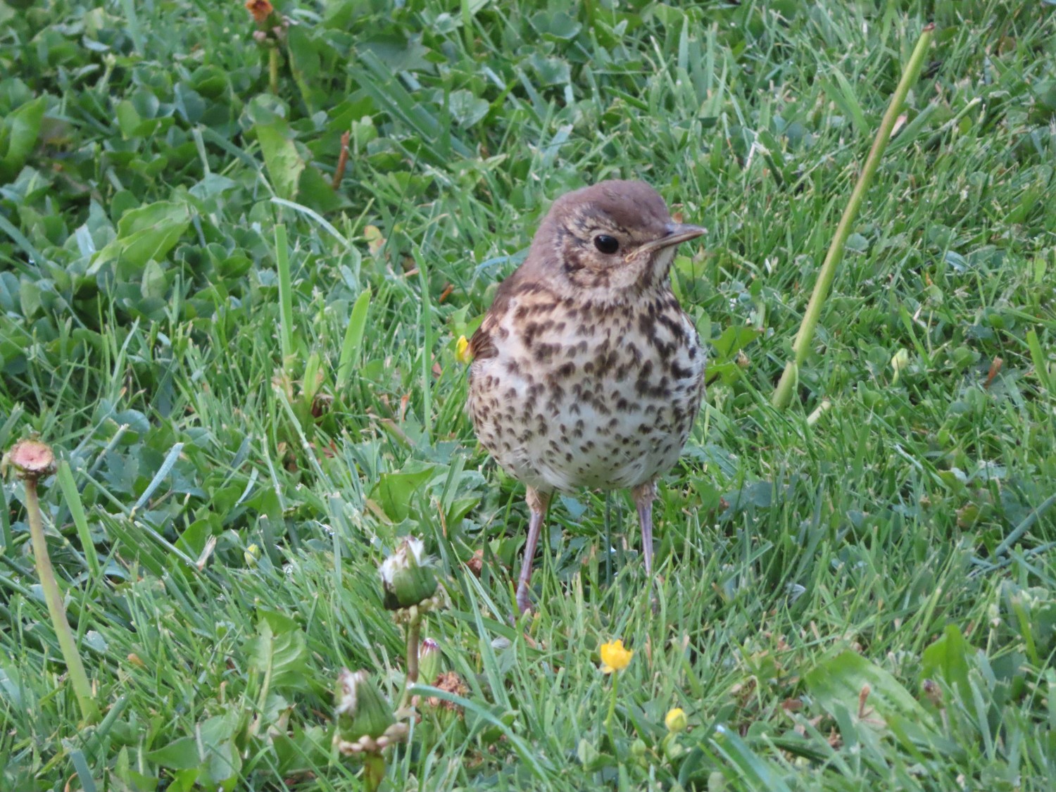 livebirdspoland_09e5a7ac3a27899b4cab5af77e39bc7e.jpg