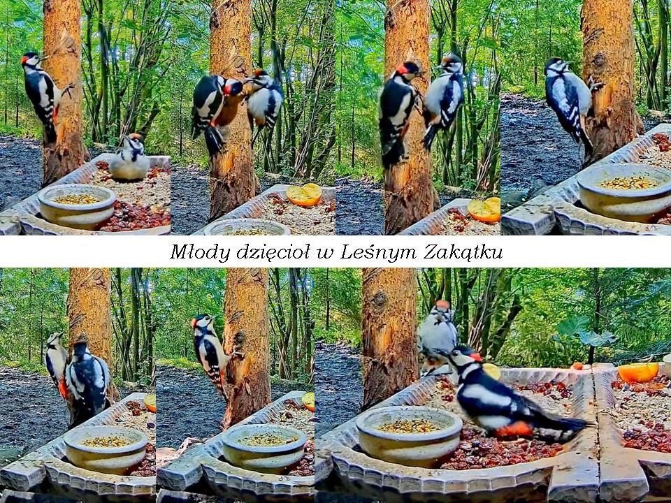 livebirdspoland_a57eb10efe74ccf6688d38ed47761004.jpg