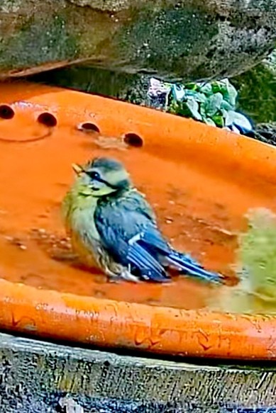 livebirdspoland_8e5b2f125e0ea316eaad9159e1990275.jpg
