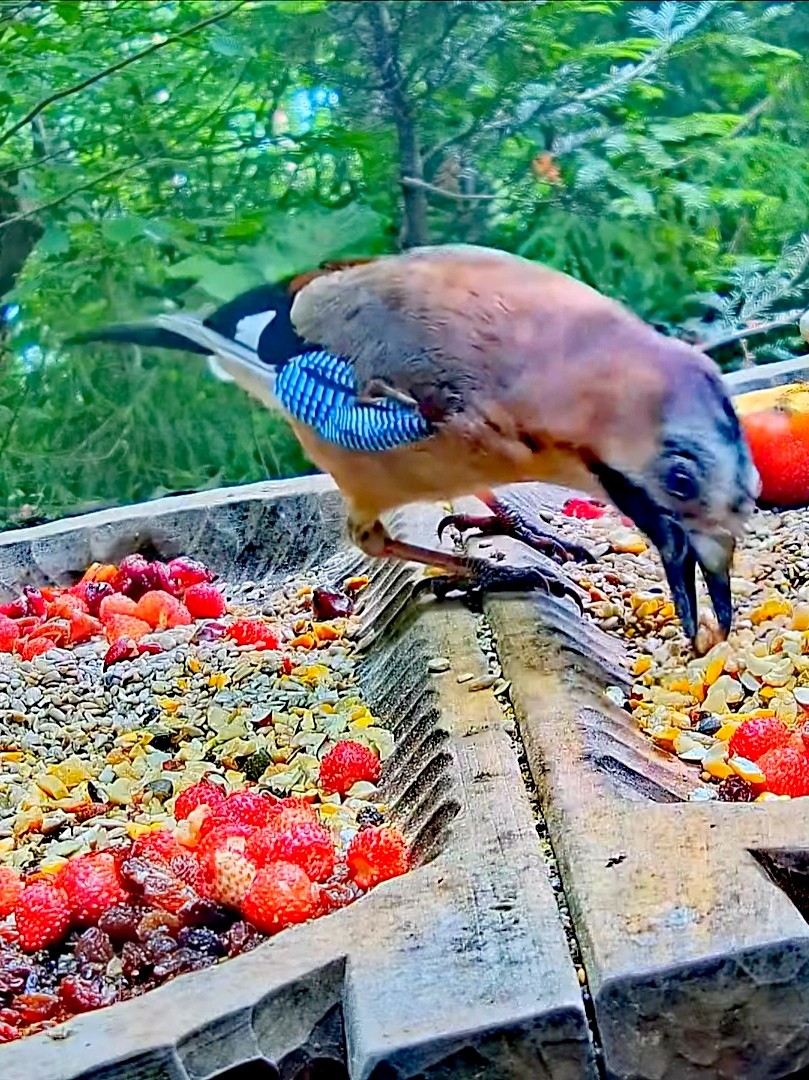livebirdspoland_a3515e522d00d3f9adb930c3c74be790.jpg