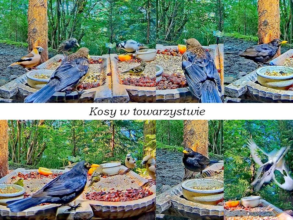 livebirdspoland_839f88c220021f347aac3dea1866a666.jpg