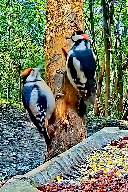 livebirdspoland_2d06e24de9309f69cb4637ee709b0c71.jpg