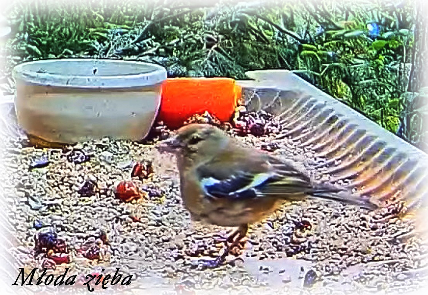 livebirdspoland_1466d6822f4fa87fcfe838d60fc1206a.jpg