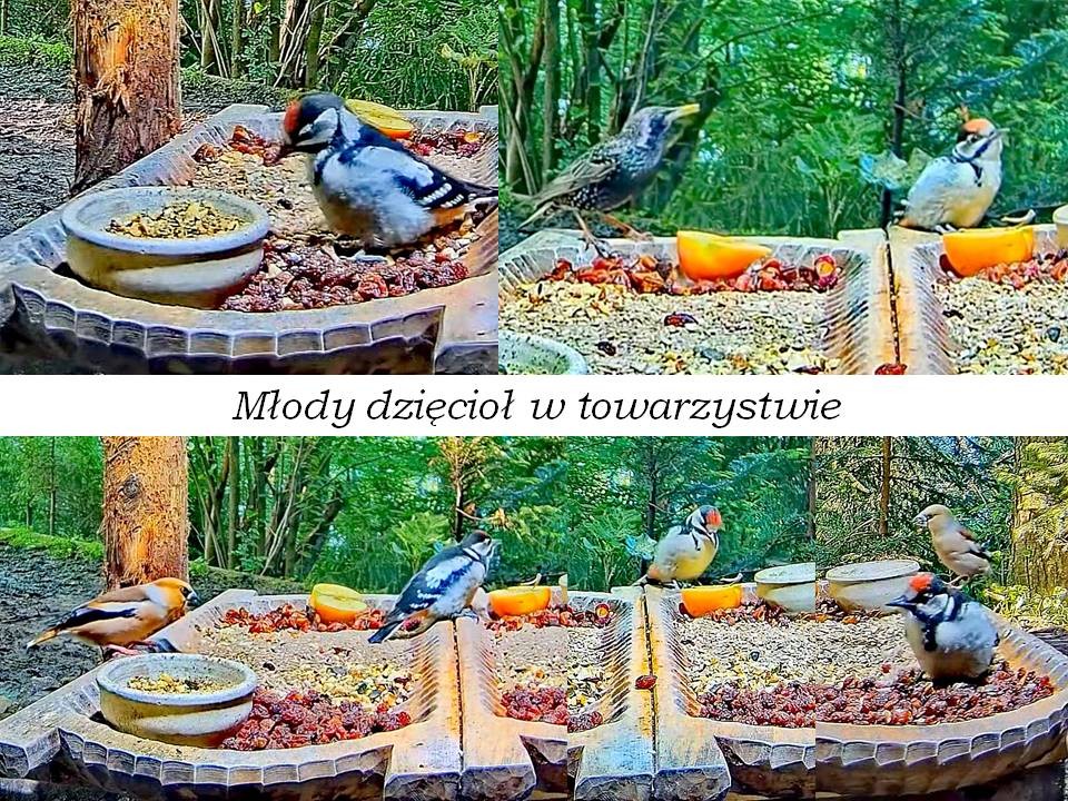 livebirdspoland_7935eaf20a4d6fee7f392c8341748b00.jpg