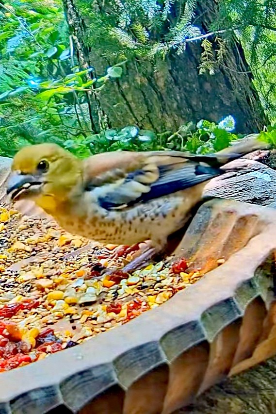 livebirdspoland_14a79b292638f3d8e34d7d179676e66d.jpg