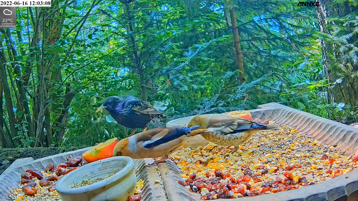 livebirdspoland_596c1d102cd2b087609ed847db0a5b66.png