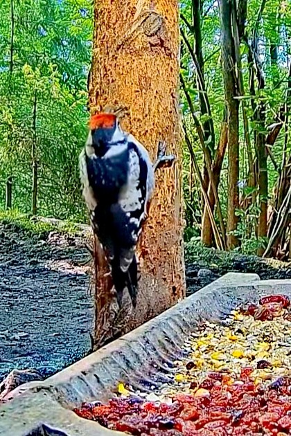 livebirdspoland_d147fece5337a8a80b7b680eaca7eb3d.jpg