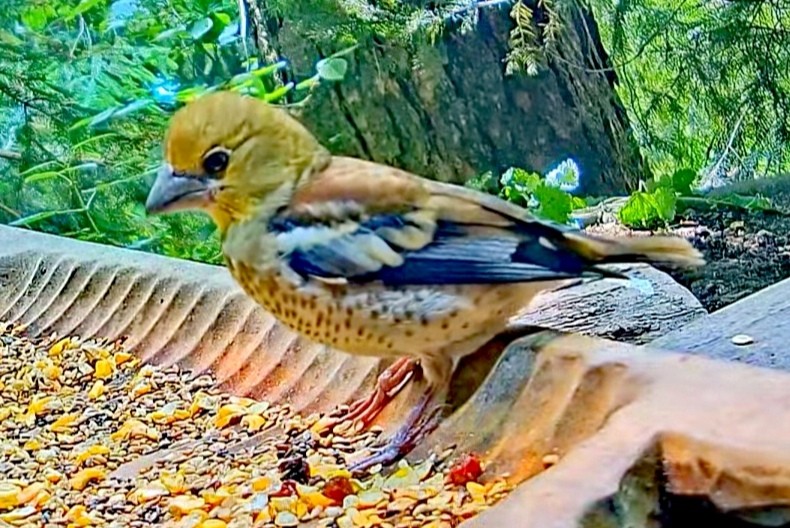livebirdspoland_4b0d4276be225e06f97eb5a8ef11d94f.jpg