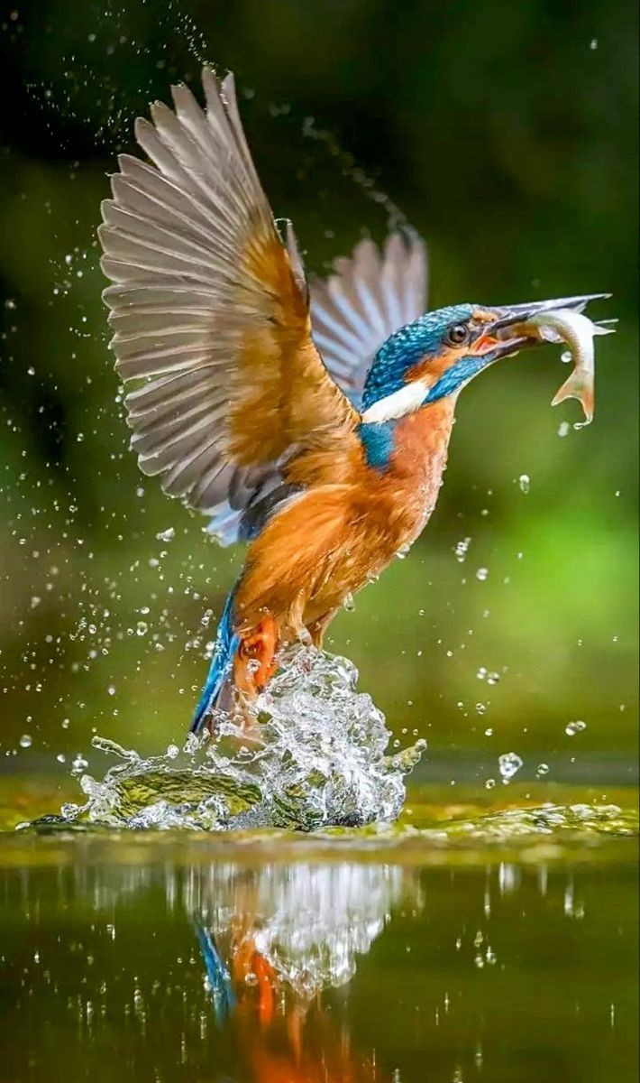 livebirdspoland_3c7716e7b059751ef18eecf6c28ed1f2.jpg
