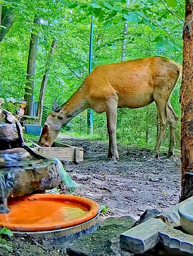 livebirdspoland_015135657e13a794e2a5c4f4895491bc.jpg
