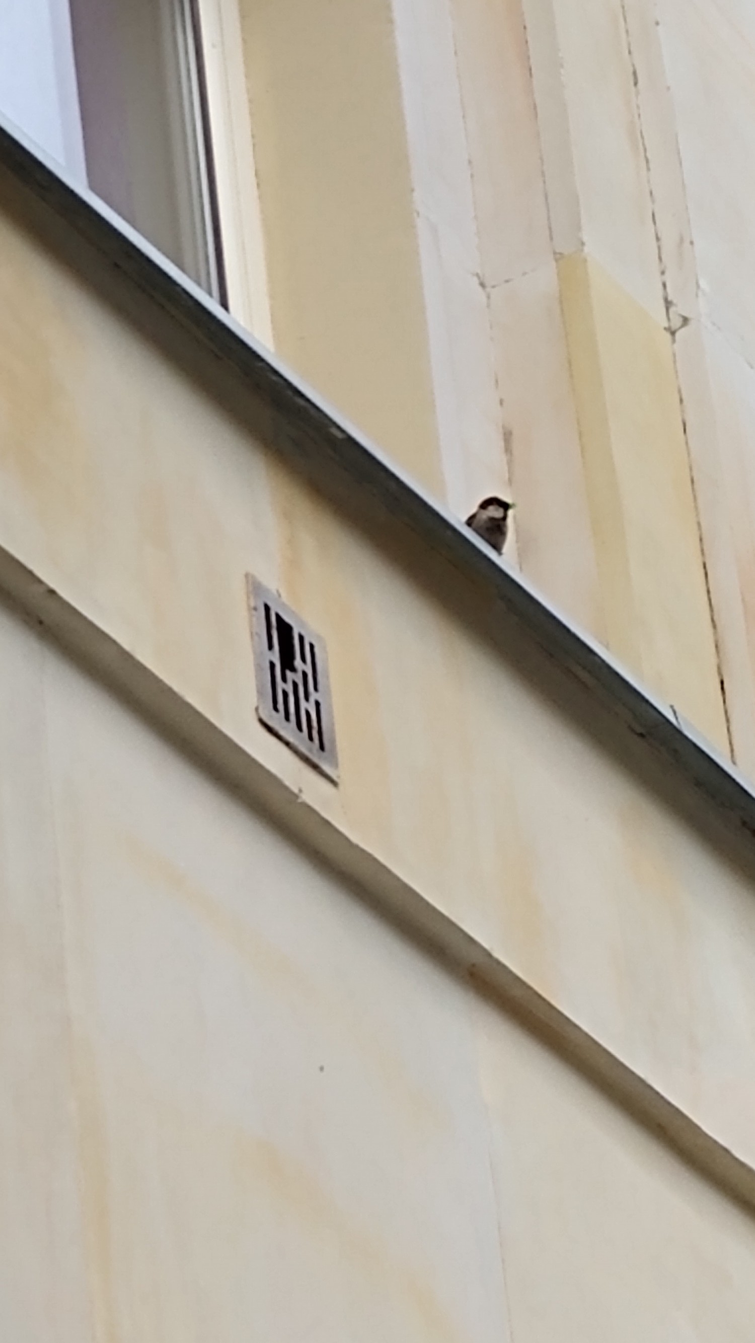 livebirdspoland_3952e651b5c577d481ab8723ddd269ba.jpg