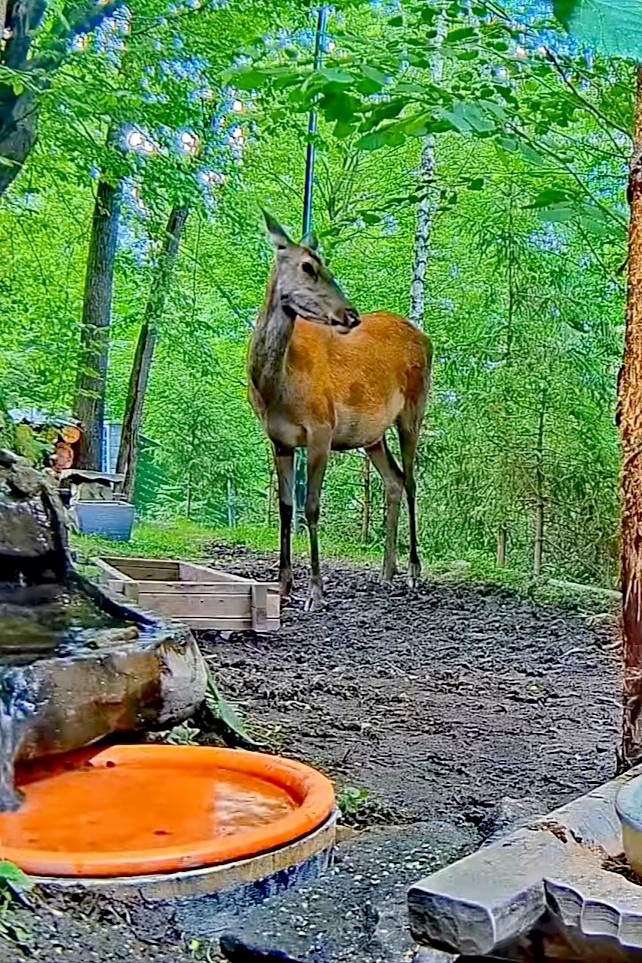 livebirdspoland_89174858e95835b82eec96401741e8c0.jpg