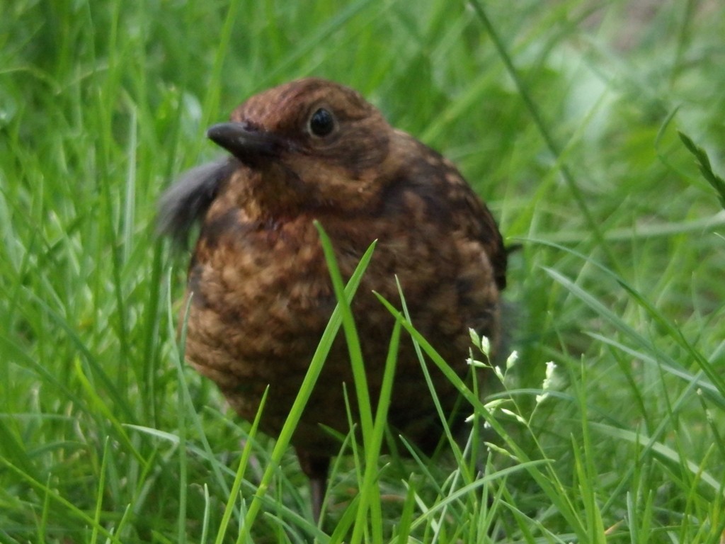 livebirdspoland_37e8c8473ca7735c1163d9e6f755ac40.jpg