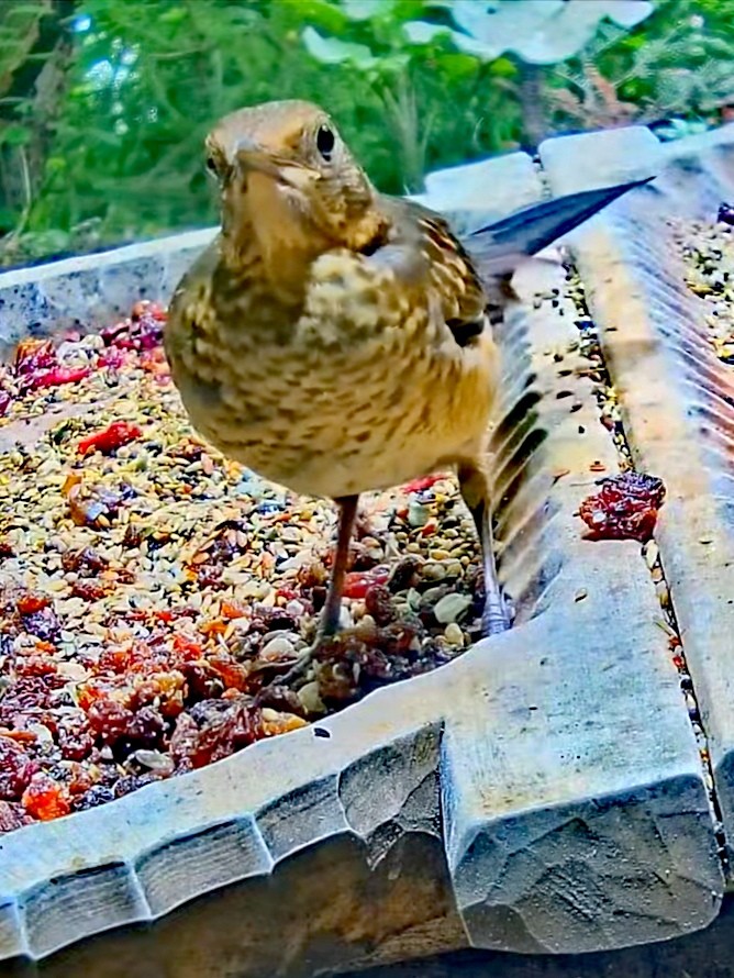 livebirdspoland_645d80dbd89c342011b931b48c240385.jpg
