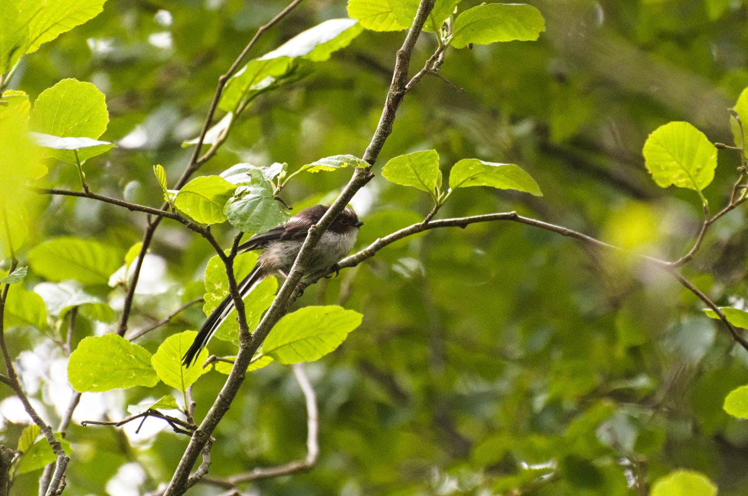 livebirdspoland_05a21fae3f02e4a210493ea0c4b5fd47.jpg