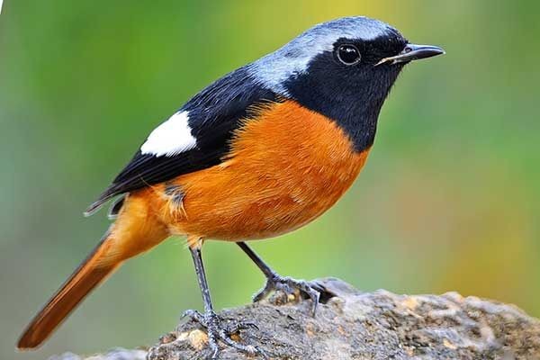 livebirdspoland_40094e3ee51394540403c5aeb46fc662.jpg