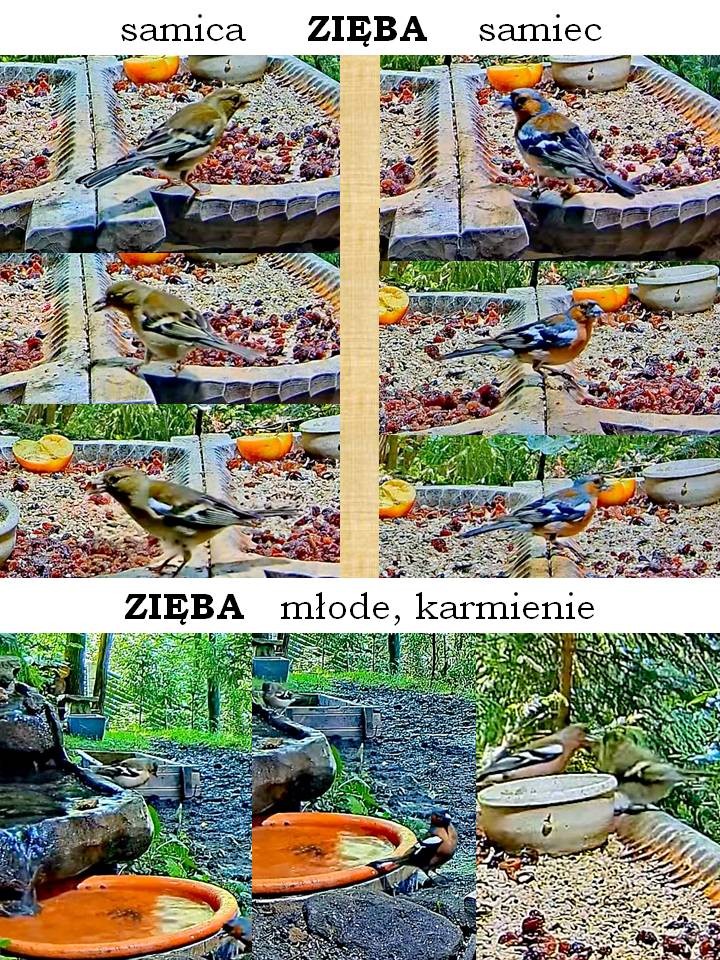livebirdspoland_fffe4c2e7f5ac4d1446c7228ab39cc89.jpg