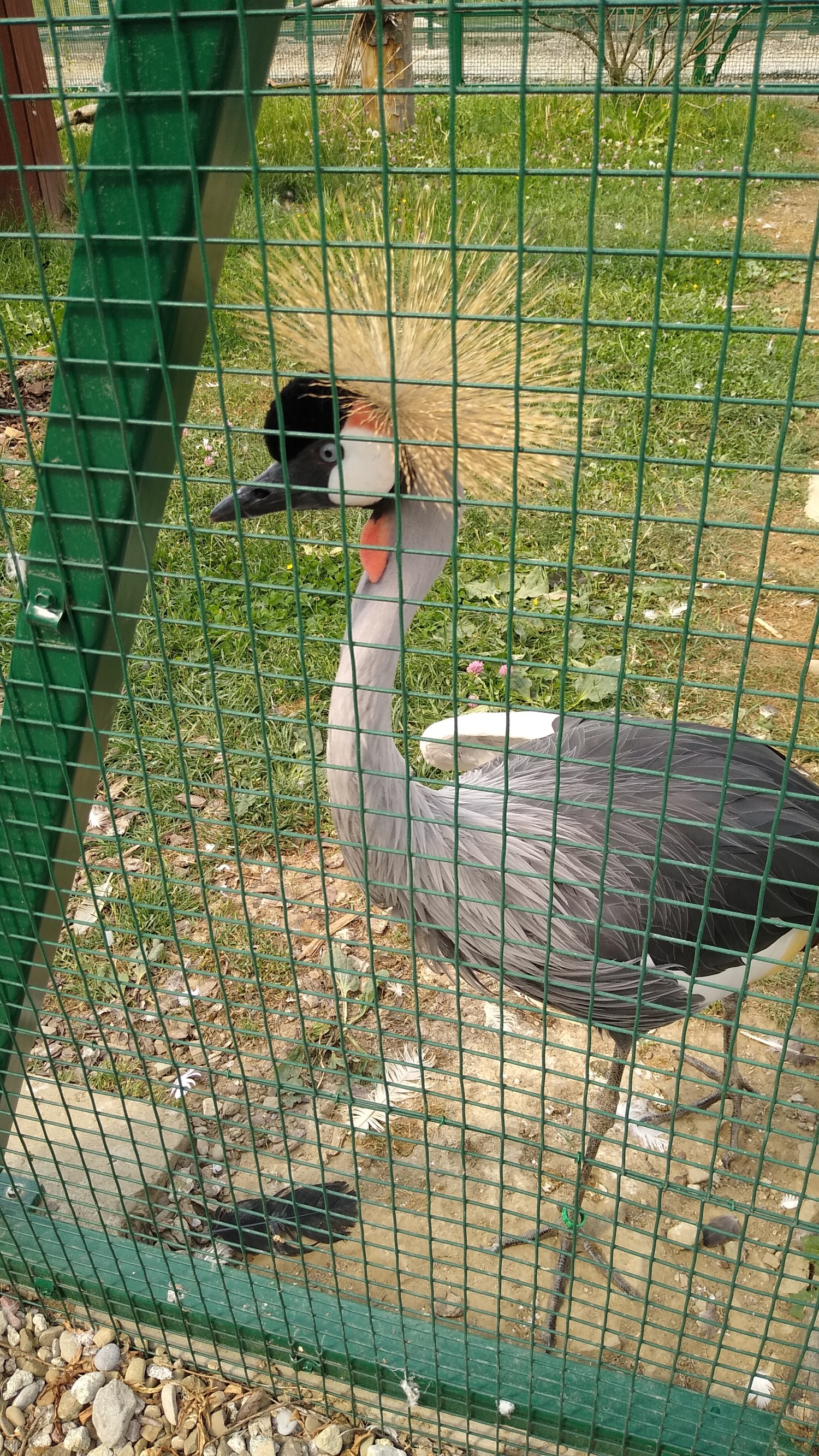 livebirdspoland_80ea685d95ca1d6a12523a353bb25762.jpg
