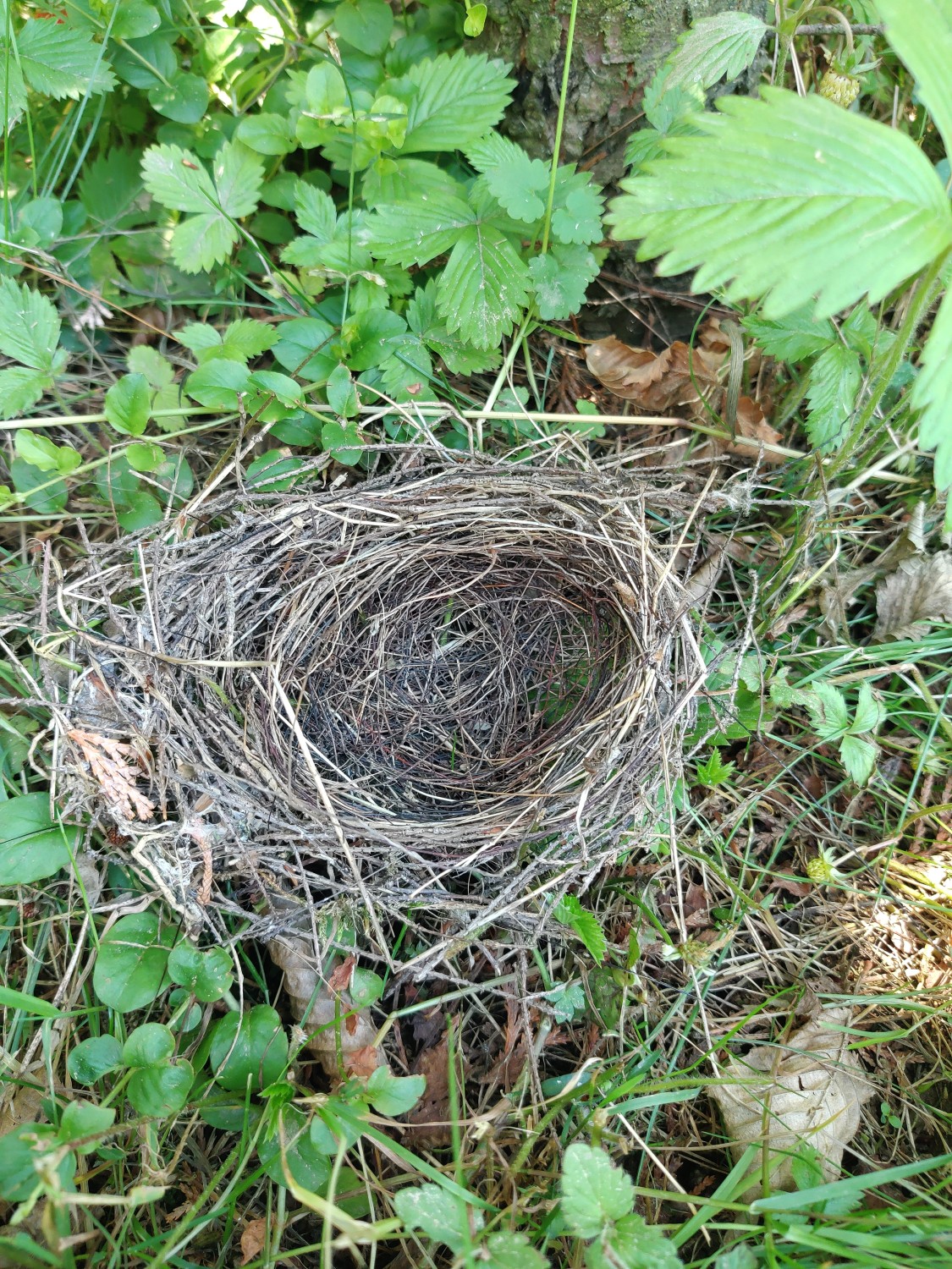 livebirdspoland_a0d261ed0152314d18f97acfcf08def7.jpg