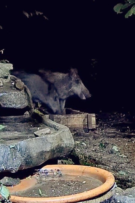 livebirdspoland_47401d79555ba91d9ead85071bd7a202.jpg