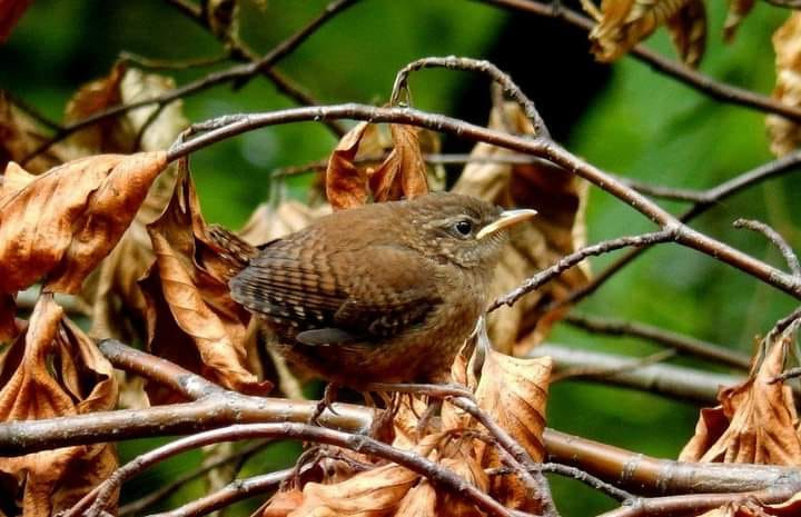 livebirdspoland_2c1745817c9e75527972219386d71f8f.png