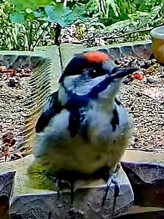 livebirdspoland_8b02a821de3b3ed183a31c5e7a05243a.jpg