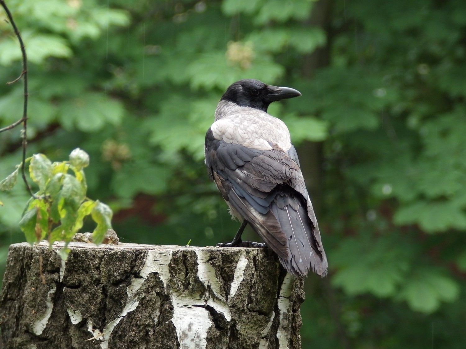 livebirdspoland_bc789f6d0073c8f2c8449817af590400.jpg