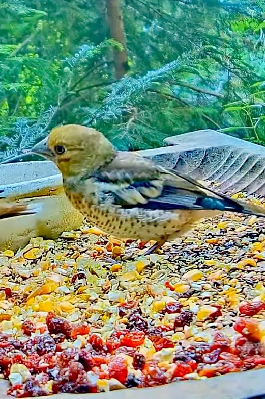 livebirdspoland_9551e171dec1a43ecffcaf0db73cb2c3.jpg