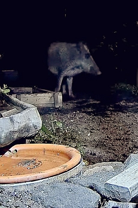 livebirdspoland_290047acb0267d7a4e8a8722d640414e.jpg