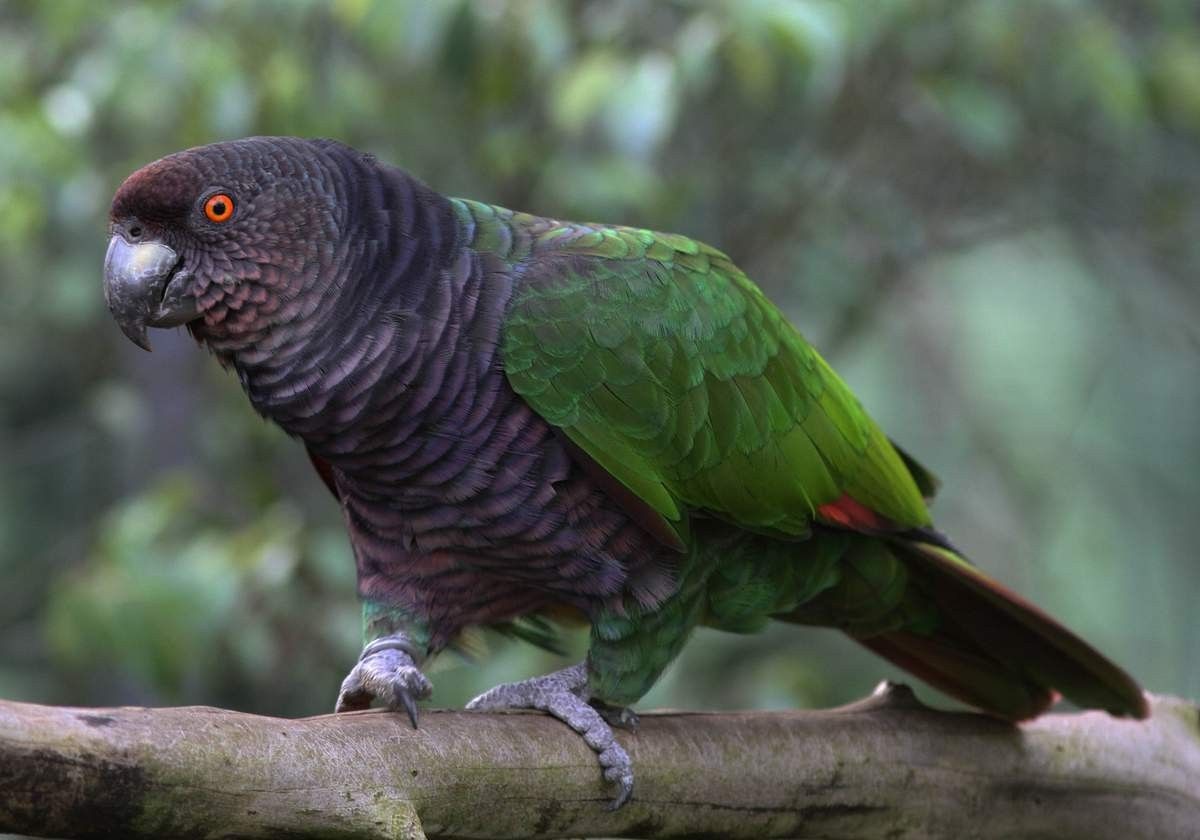 livebirdspoland_d6c88758258aea8708f67588ef9aa17c.jpg