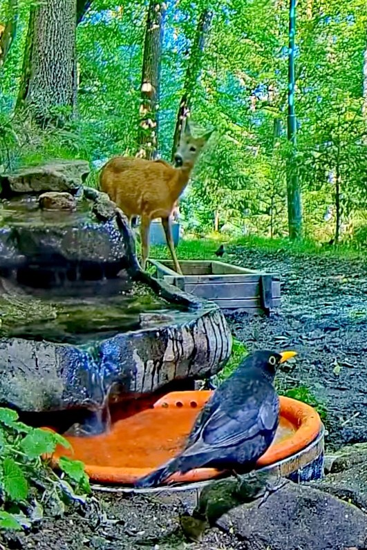 livebirdspoland_dcca84956808bd589b45622d59e5df77.jpg