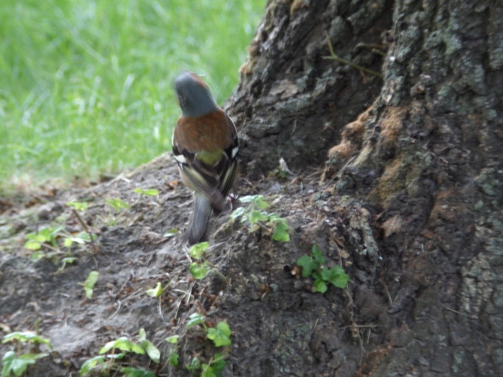 livebirdspoland_e88c8fcf85c860a854bf0076b7a0c011.jpg