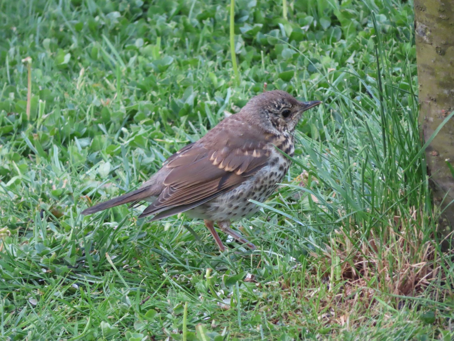 livebirdspoland_020e5ed307e22c71758c8042be3a78b8.jpg