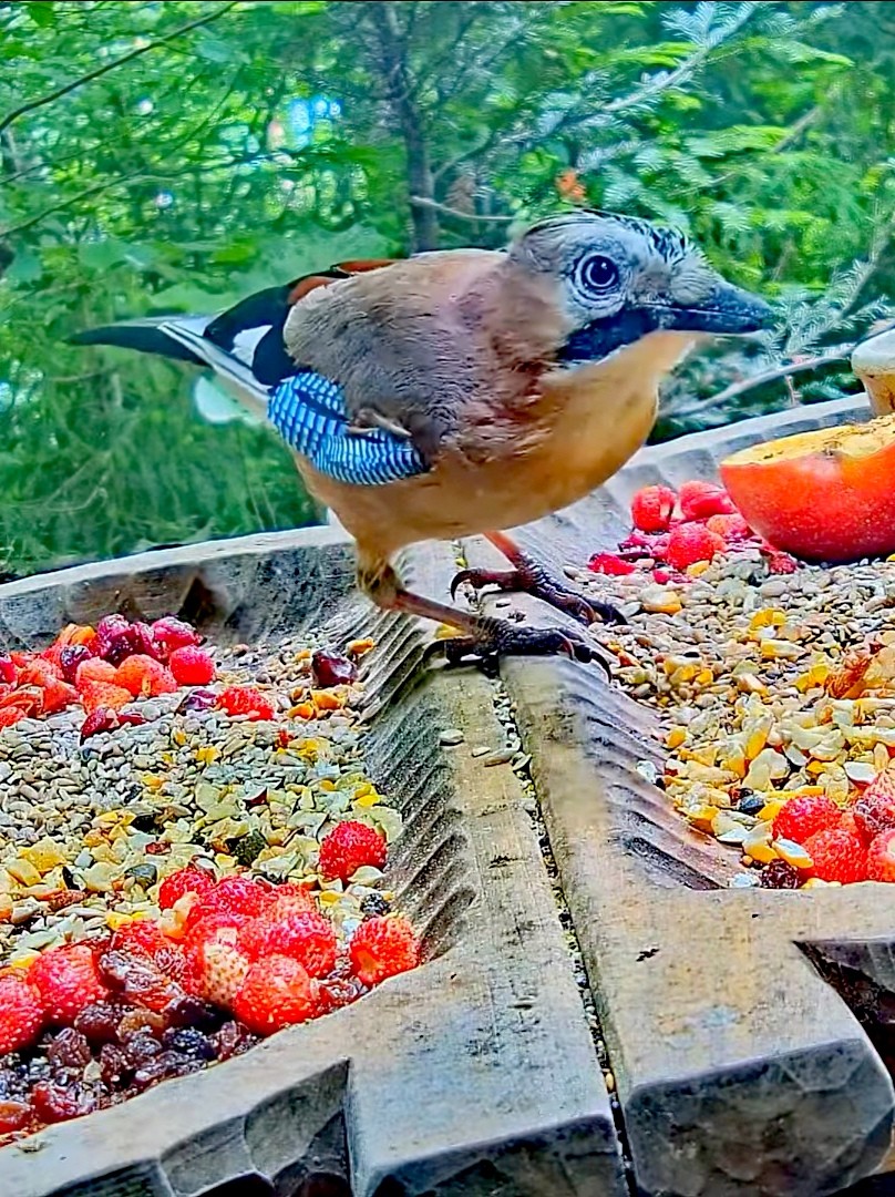 livebirdspoland_2693c96b0dbaa795a5315adb14b0b084.jpg