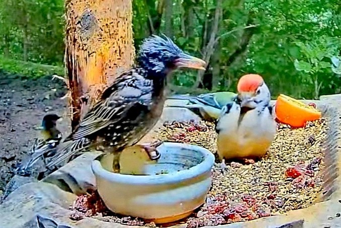 livebirdspoland_2de9c078336204a8a2fc0db9811550f8.jpg